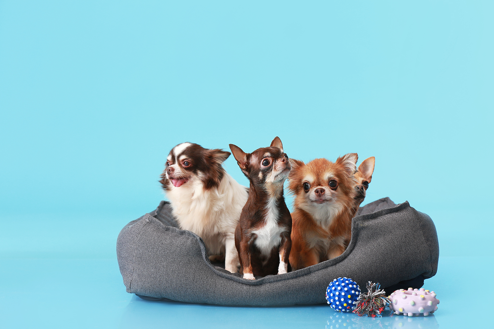 WThe Complete Guide to Building a Dog Groomer Website